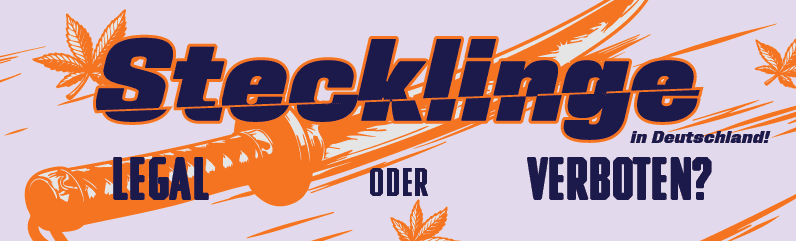 Sind Cannabis-Stecklinge in Deutschland legal? Aktuelle Rechtslage & Urteil Sind Cannabis-Stecklinge in Deutschland legal? Aktuelle Rechtslage & Urteil